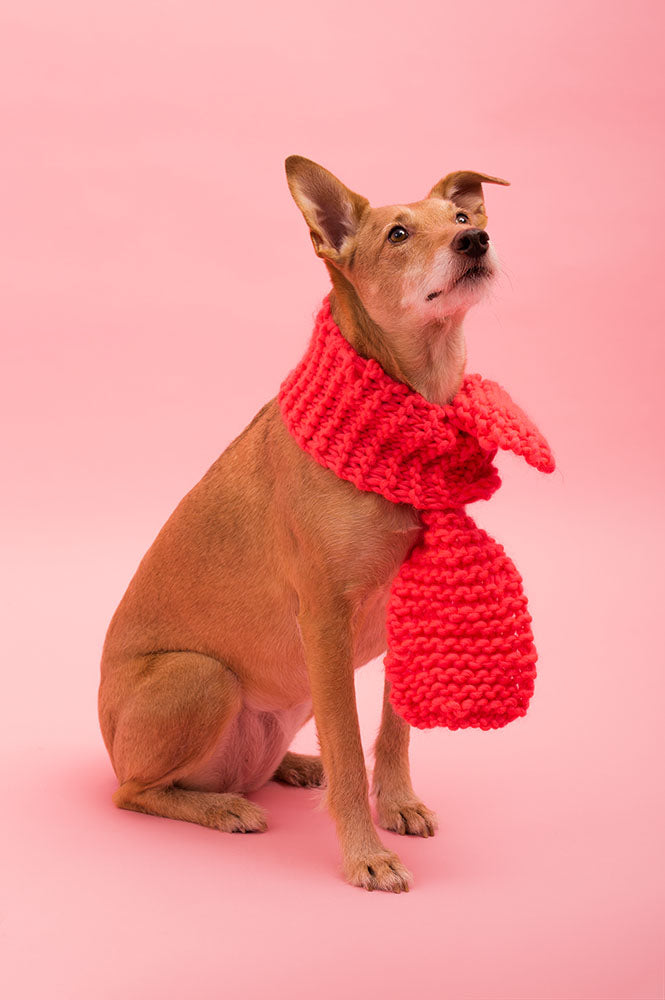 SCIARPINA forDog