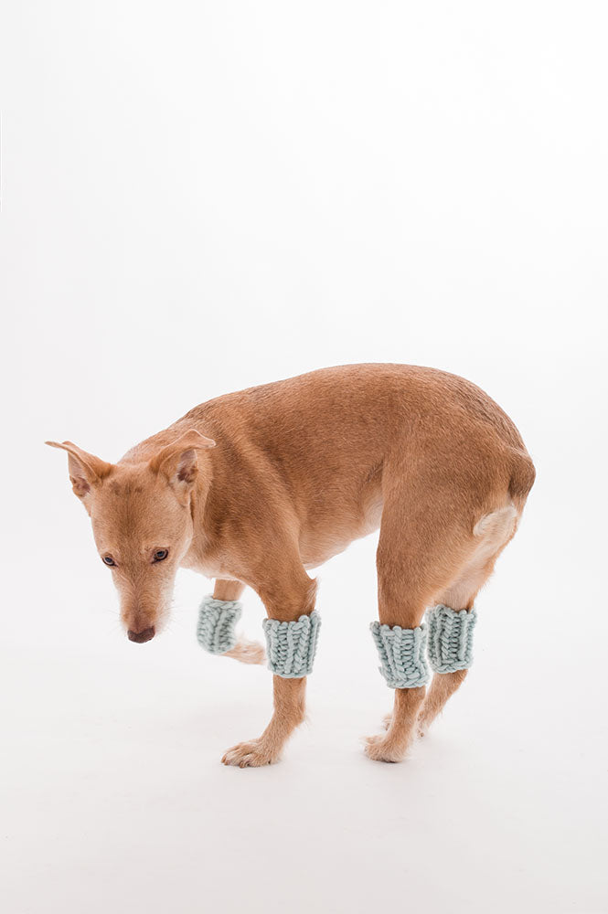 SCALDAMUSCOLI forDOG